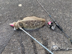 モンゴウイカの釣果