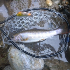 イワナの釣果