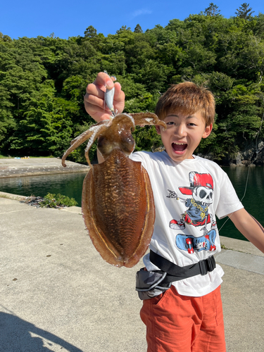 コウイカの釣果