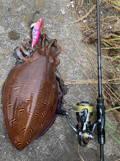 モンゴウイカの釣果