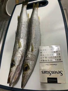 カマスの釣果