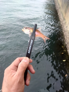 ネンブツダイの釣果