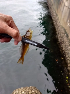 アナハゼの釣果