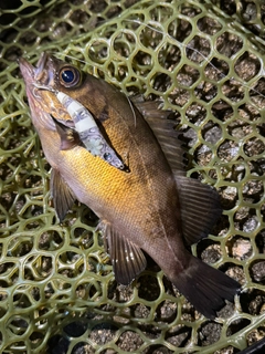 シロメバルの釣果