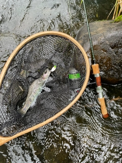 ニジマスの釣果