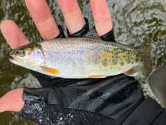 ニジマスの釣果