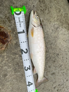 アメマスの釣果