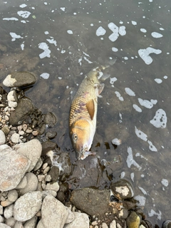 ニゴイの釣果