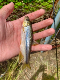 カワムツの釣果