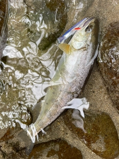 ヤマメの釣果