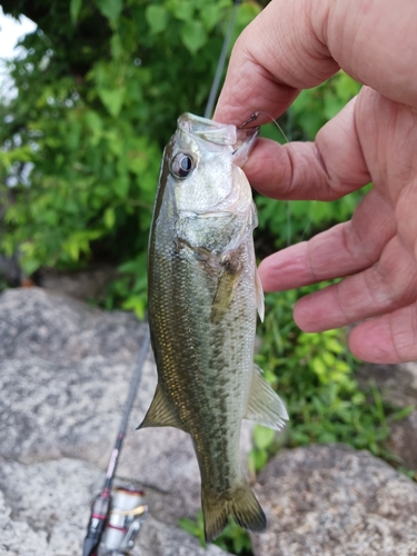 ラージマウスバスの釣果