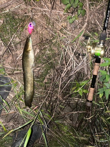 ナマズの釣果