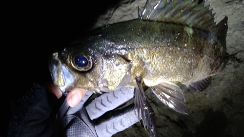 クロメバルの釣果