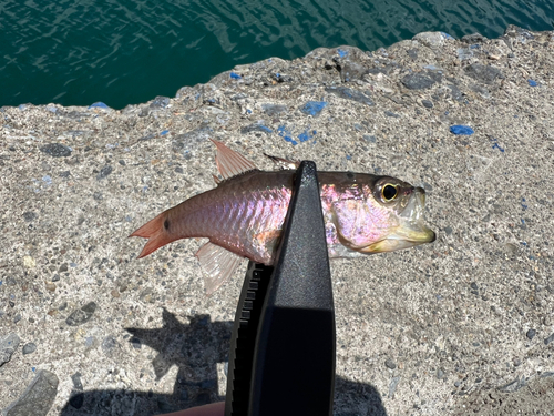 ネンブツダイの釣果