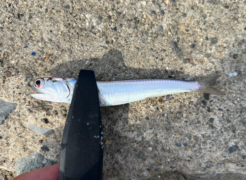 カタクチイワシの釣果