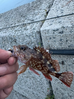 カサゴの釣果