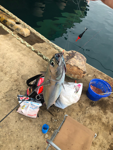 ソウダガツオの釣果