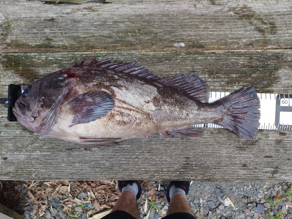 働くルアーマンさんの釣果 2枚目の画像