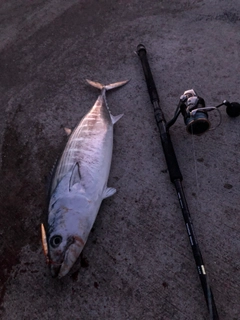 ハガツオの釣果