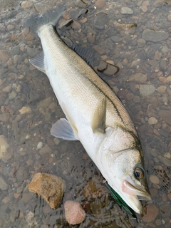 マルスズキの釣果