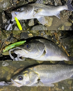 シーバスの釣果