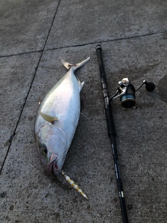 カンパチの釣果