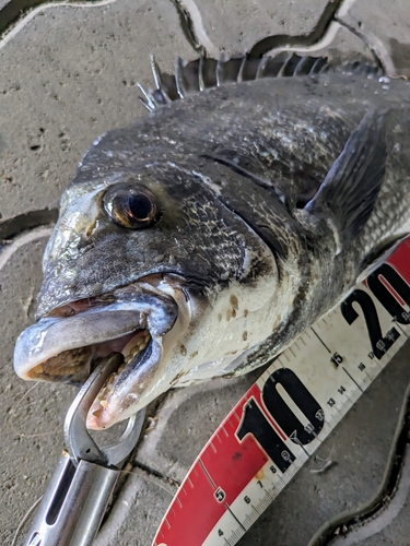 クロダイの釣果