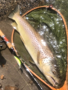 ブラウントラウトの釣果