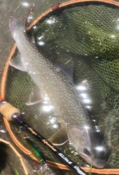 イワナの釣果