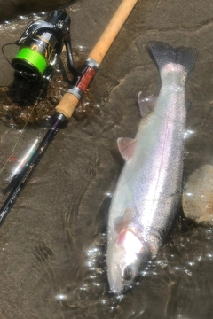 ニジマスの釣果