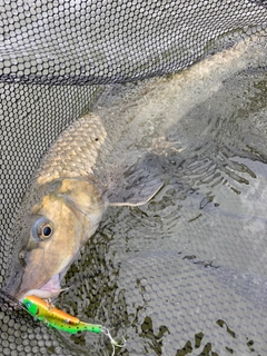 ニゴイの釣果