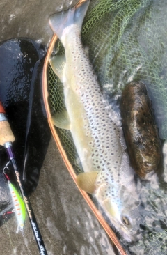 ブラウントラウトの釣果