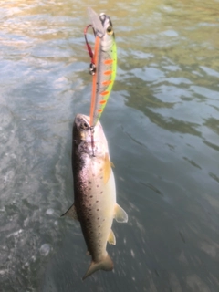 ブラウントラウトの釣果