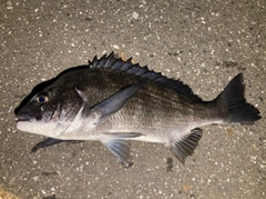 チヌの釣果