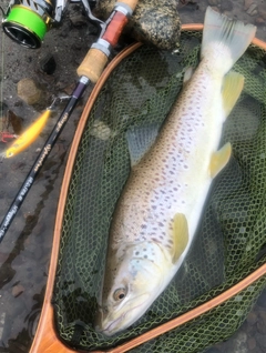 ブラウントラウトの釣果