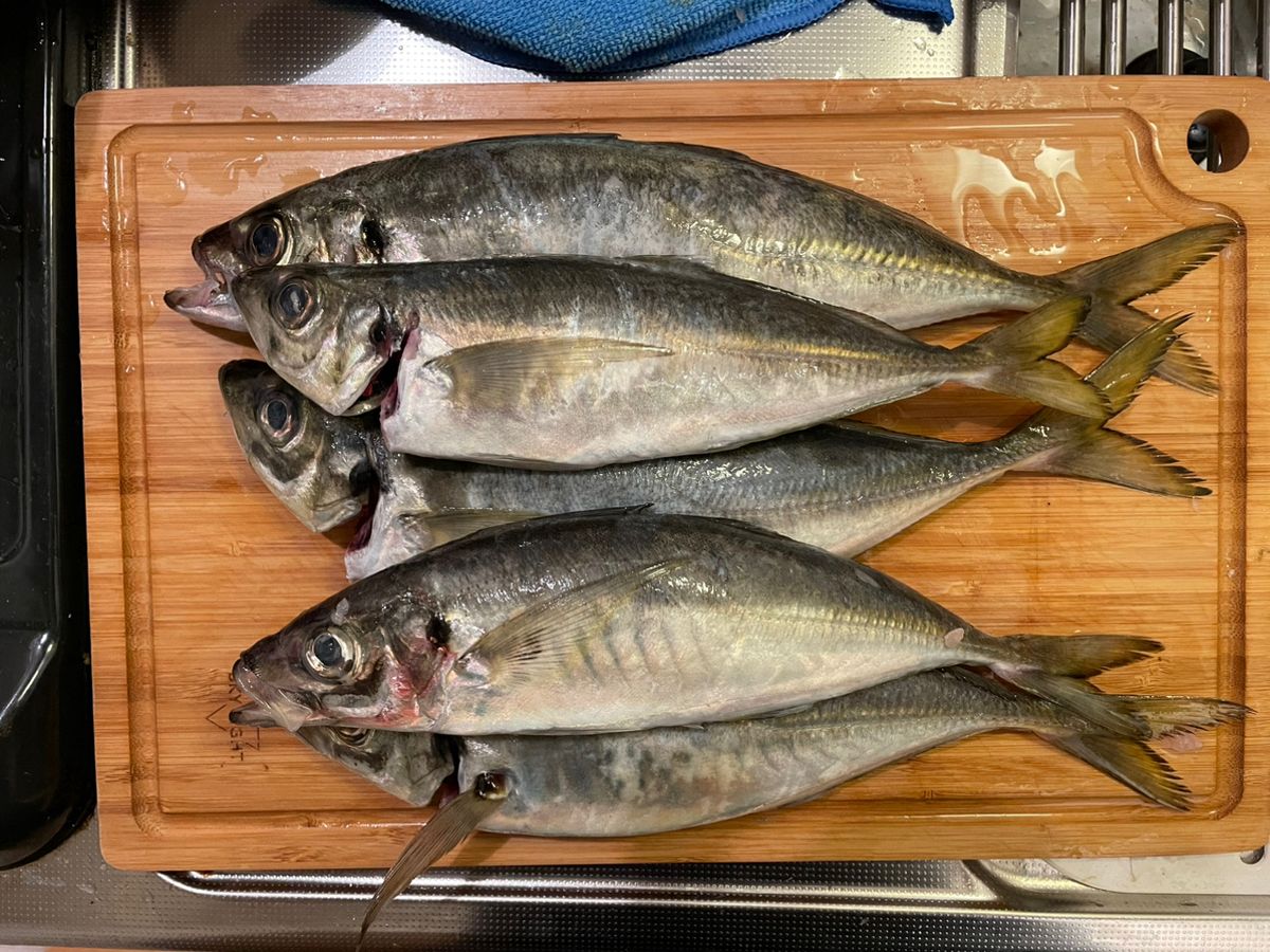 タカシンさんの釣果 2枚目の画像