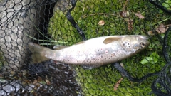 ブラウントラウトの釣果