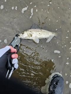 セイゴ（マルスズキ）の釣果