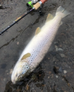 ブラウントラウトの釣果