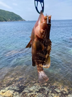 キジハタの釣果