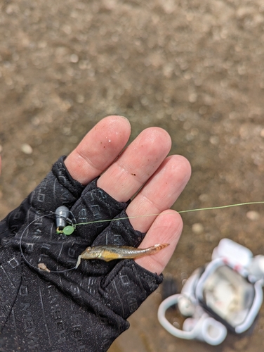 ハゼの釣果