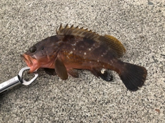 アズキハタの釣果