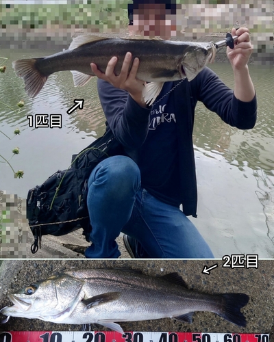 シーバスの釣果