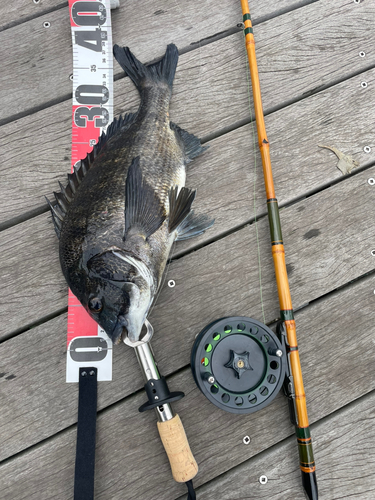 チヌの釣果