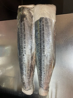 サゴシの釣果