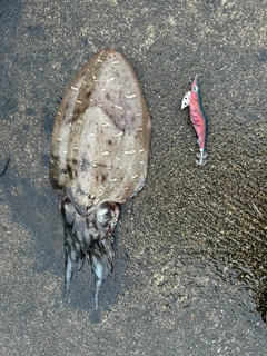 モンゴウイカの釣果