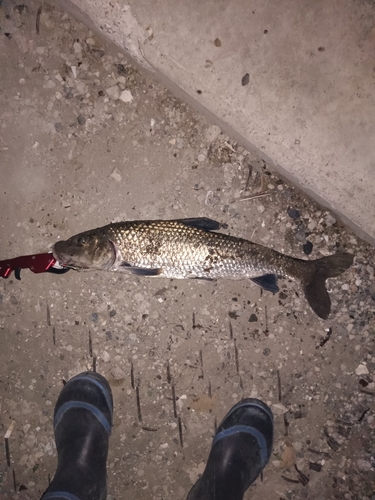 ニゴイの釣果