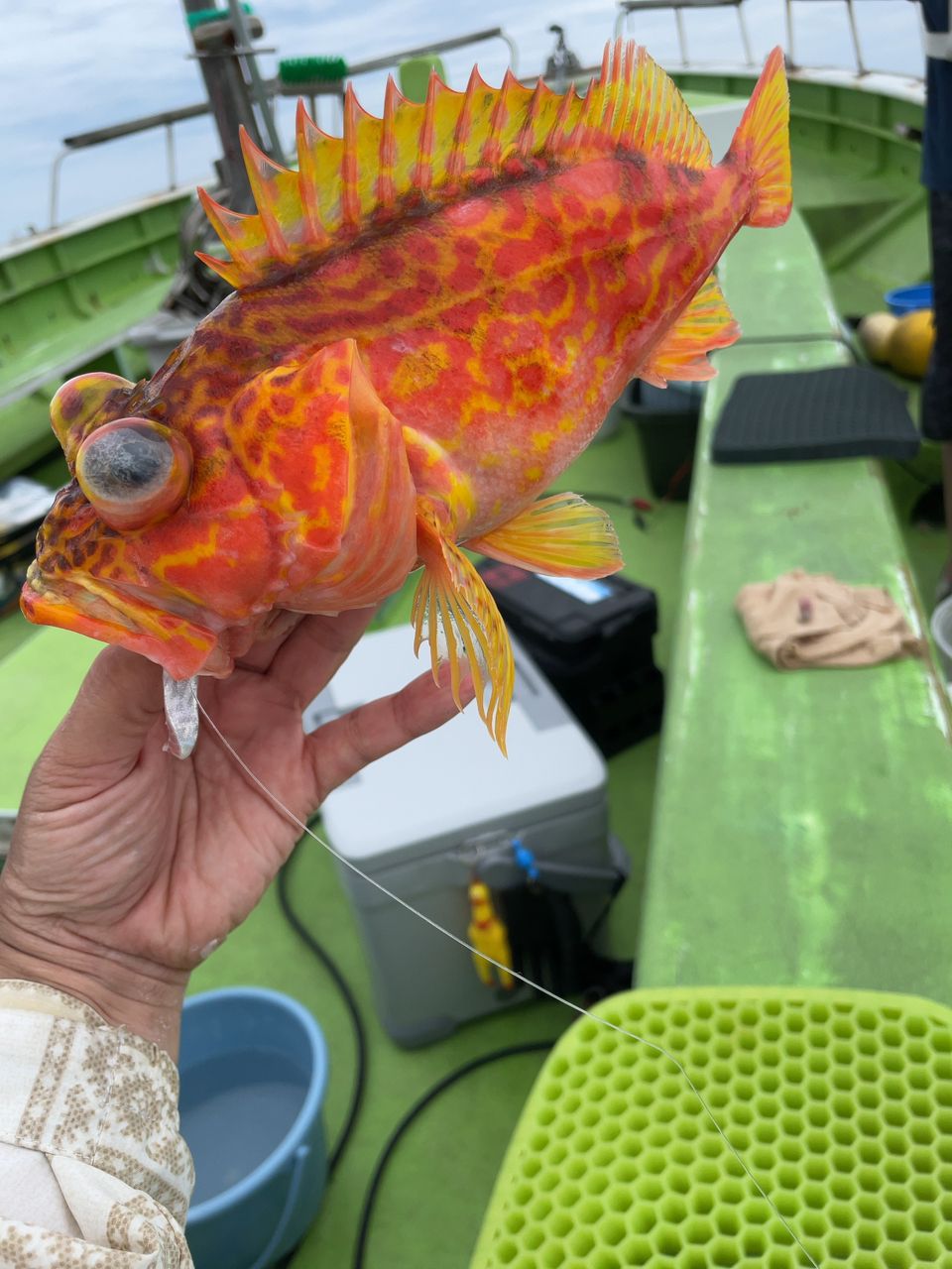 約1匹わんちゃんさんの釣果 1枚目の画像