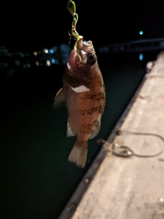 メバルの釣果