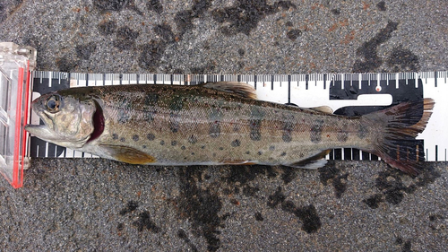 アマゴの釣果